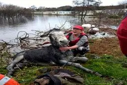 عکس/ خنده الاغ پس از نجات از سیل