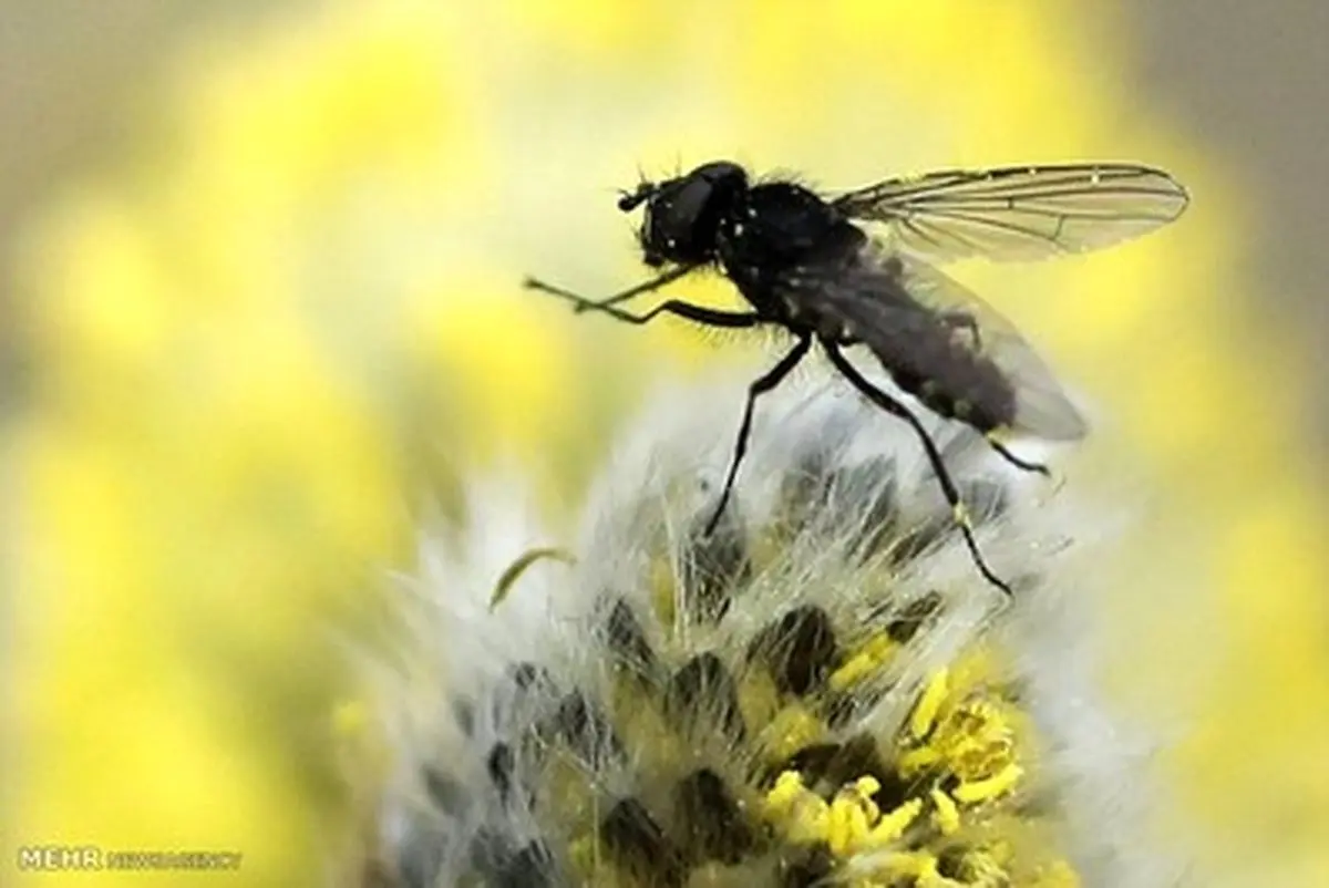 برترین های حیات وحش در هفته ای که گذشت/تصاویر