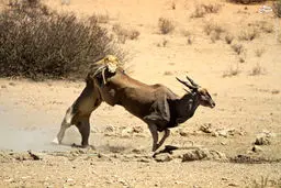 فرار صید از دست سلطان/تصاویر