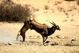 فرار صید از دست سلطان/تصاویر