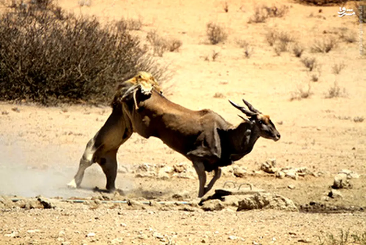فرار صید از دست سلطان/تصاویر