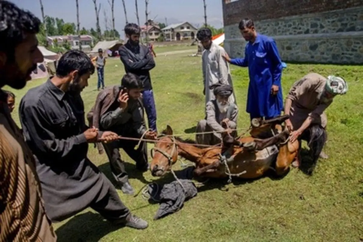 چند سکانس تصویری از زندگی عشایری در ارتفاعات هیمالیا