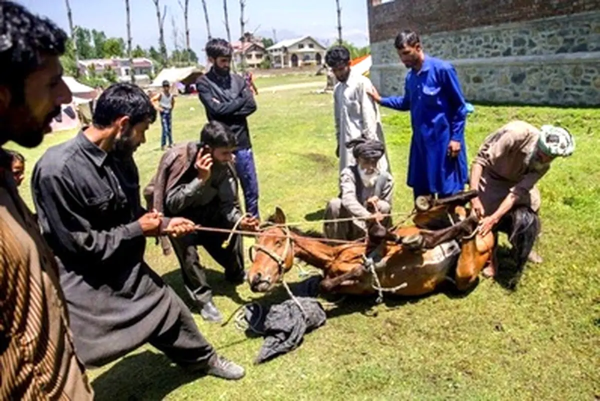 چند سکانس تصویری از زندگی عشایری در ارتفاعات هیمالیا