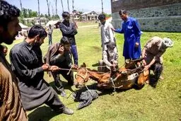 چند سکانس تصویری از زندگی عشایری در ارتفاعات هیمالیا