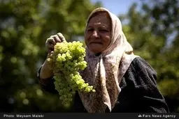 وعده ما، فصل انگور/ تصاویر