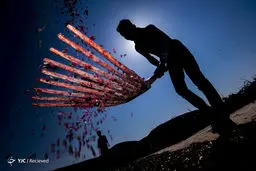 عکس / برداشت زرشک در خراسان