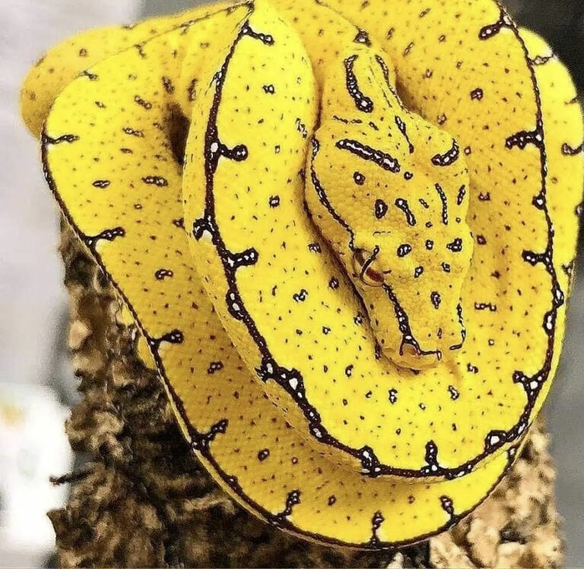 مار خوش خط و خال!/ عکس