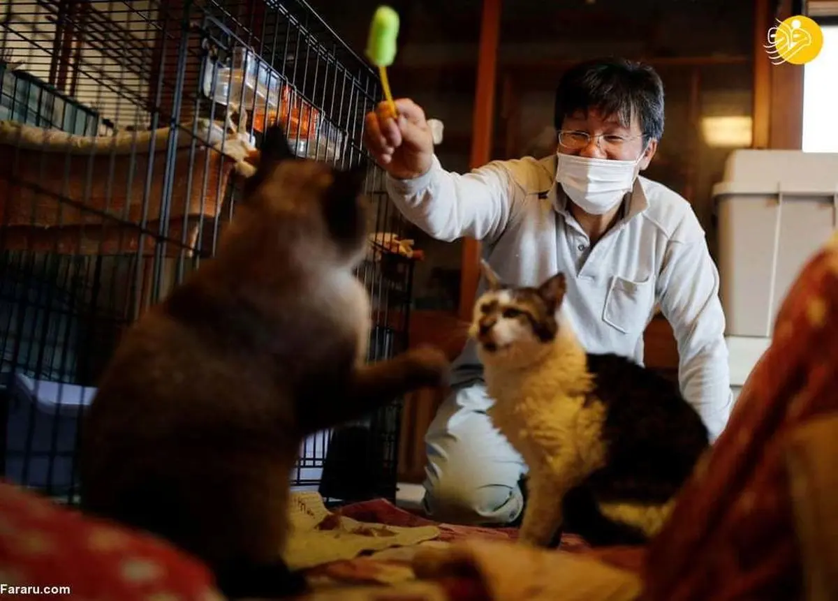 گربه‌های فراموش شده فوکوشیما نجات یافتند+عکس‌ها