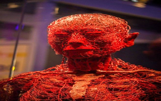 ماکتی خلاقانه از سیستم گردش خون در سر انسان‌ + عکس