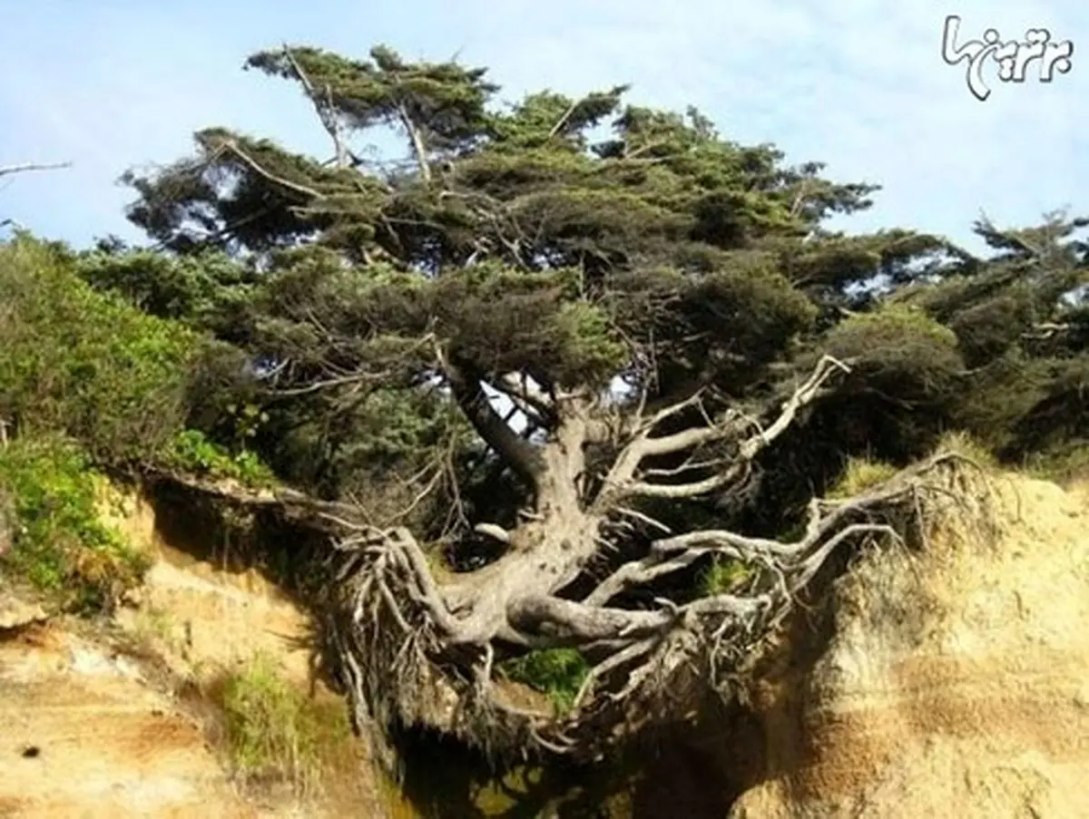 این درخت در واشنگتن نماد استقامت است (+عکس)