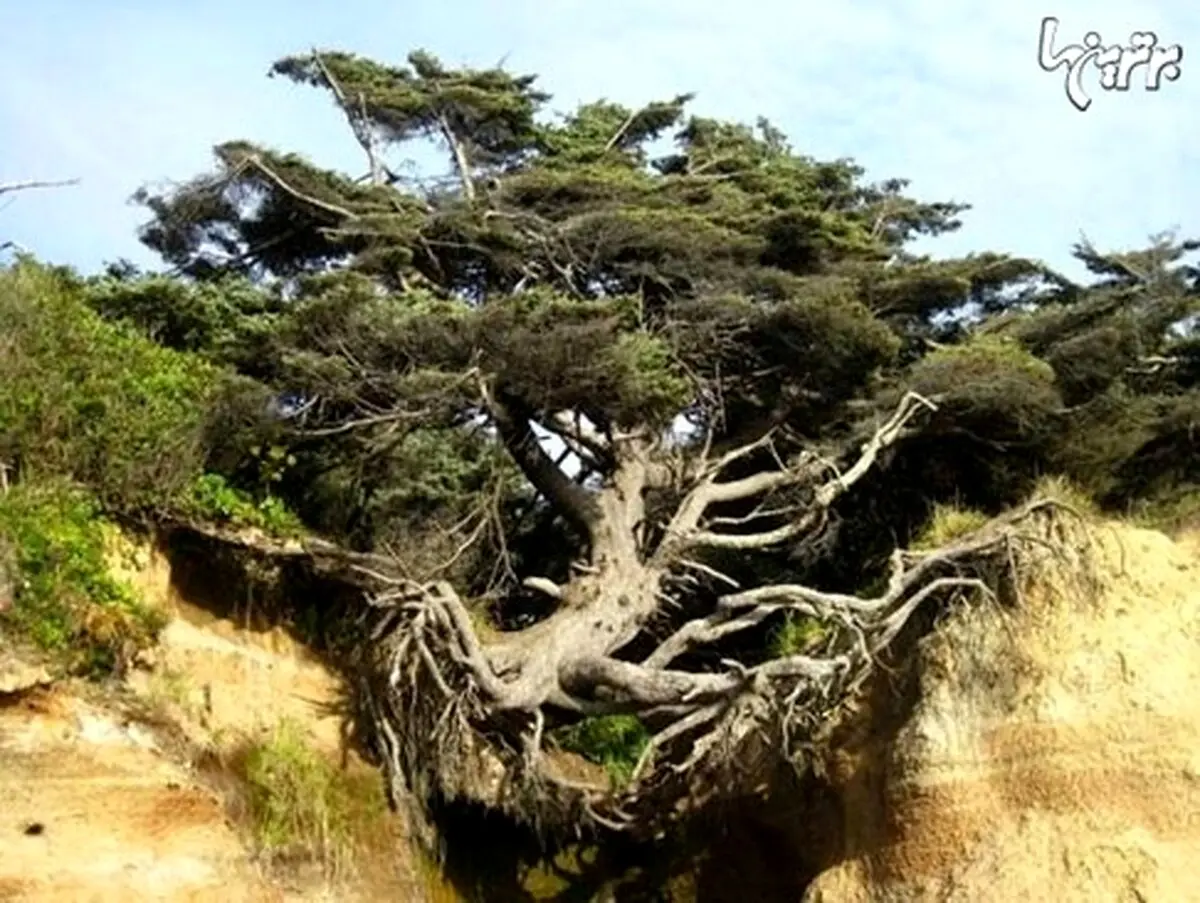 این درخت در واشنگتن نماد استقامت است (+عکس)