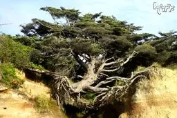 این درخت در واشنگتن نماد استقامت است (+عکس)