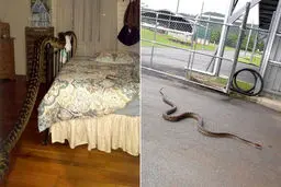 شب بخیر مار غول پیکر به زن جوان در تخت خوابش