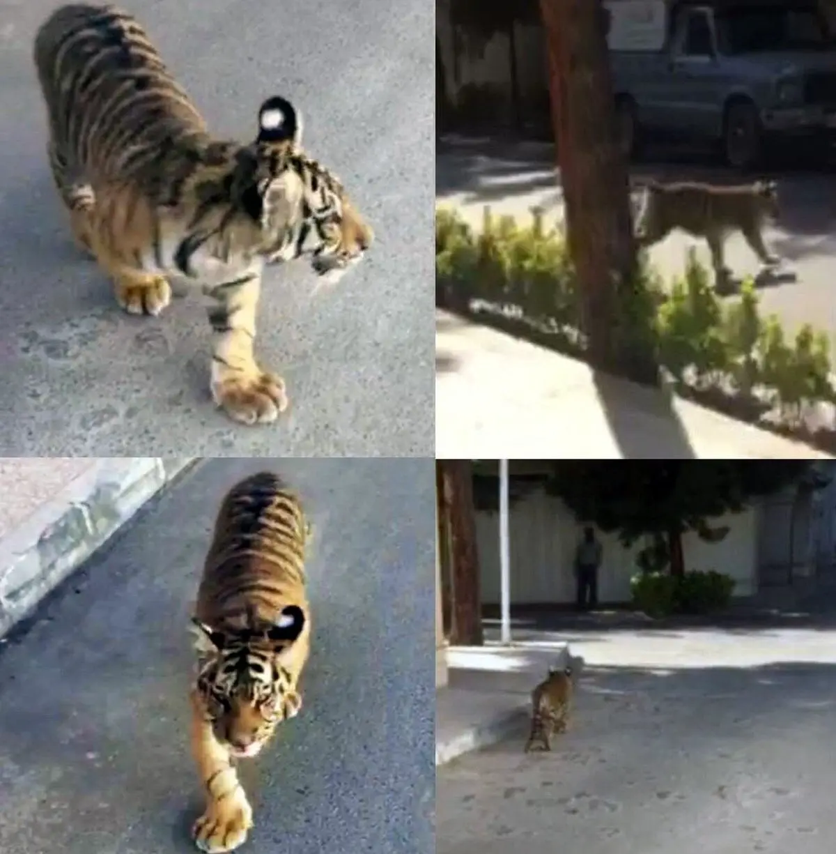 قدم‌ زدن توله‌ببر در خیابان‌های مشهد!/عکس