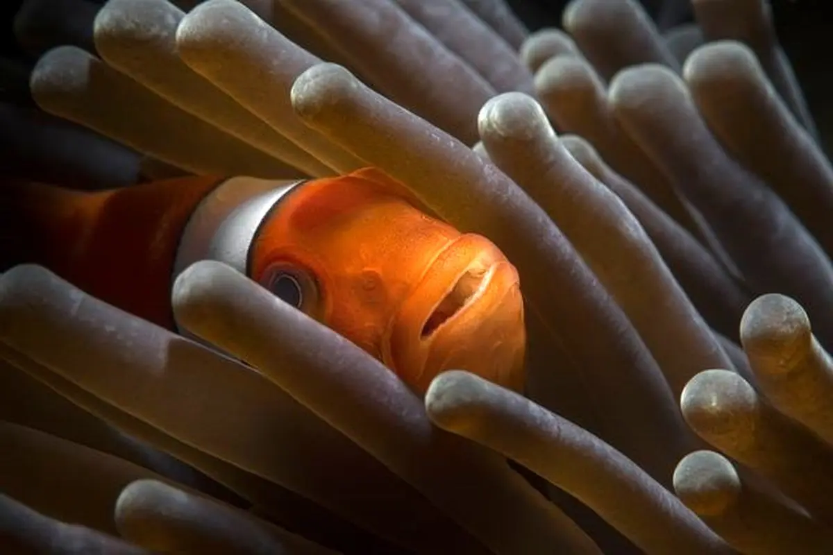 دلقک‌ماهی بازیگوش در عکس روز نشنال جئوگرافیک/عکس