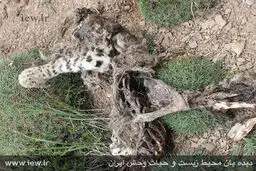 مرگ دهمین پلنگ ایرانی/عکس