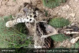 مرگ دهمین پلنگ ایرانی/عکس