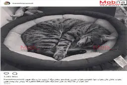 افسردگی هانیه توسلی، بعد از مرگ گربه اش! / عکس