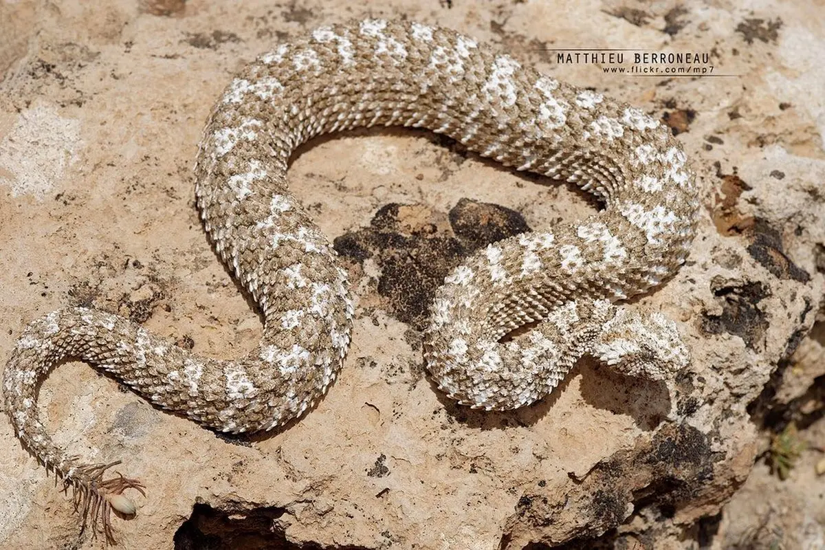 تصویر دیده نشده از افعی دم عنکبوتی / عکس