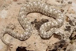 تصویر دیده نشده از افعی دم عنکبوتی / عکس