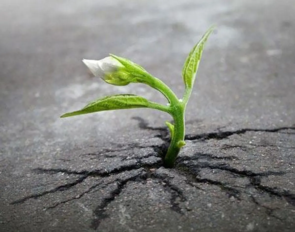 تصاویر دیدنی از نبرد طبیعت با دنیای مدرن / تصاویر