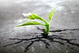 تصاویر دیدنی از نبرد طبیعت با دنیای مدرن / تصاویر