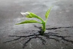 تصاویر دیدنی از نبرد طبیعت با دنیای مدرن / تصاویر