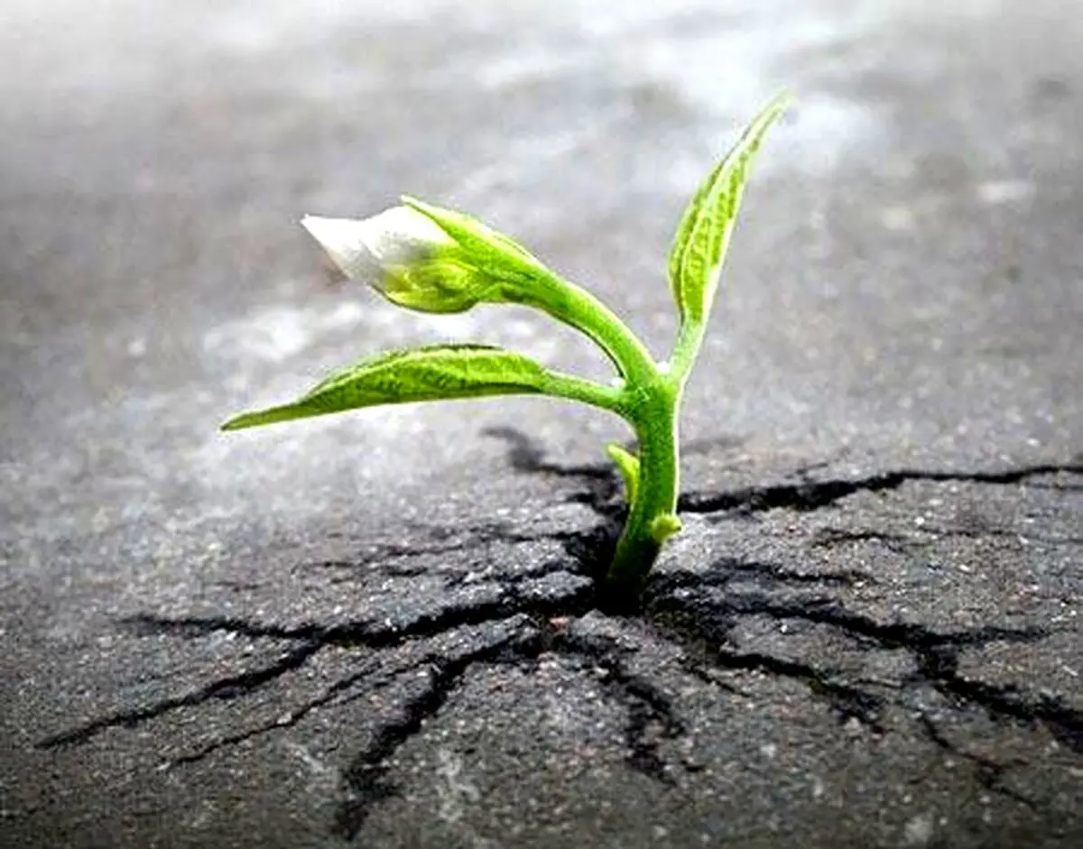 تصاویر دیدنی از نبرد طبیعت با دنیای مدرن / تصاویر