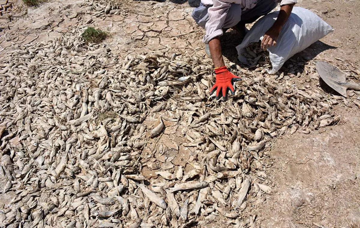 گذران زندگی با ماهیان خشک تالاب / عکس