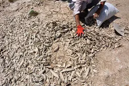 گذران زندگی با ماهیان خشک تالاب / عکس