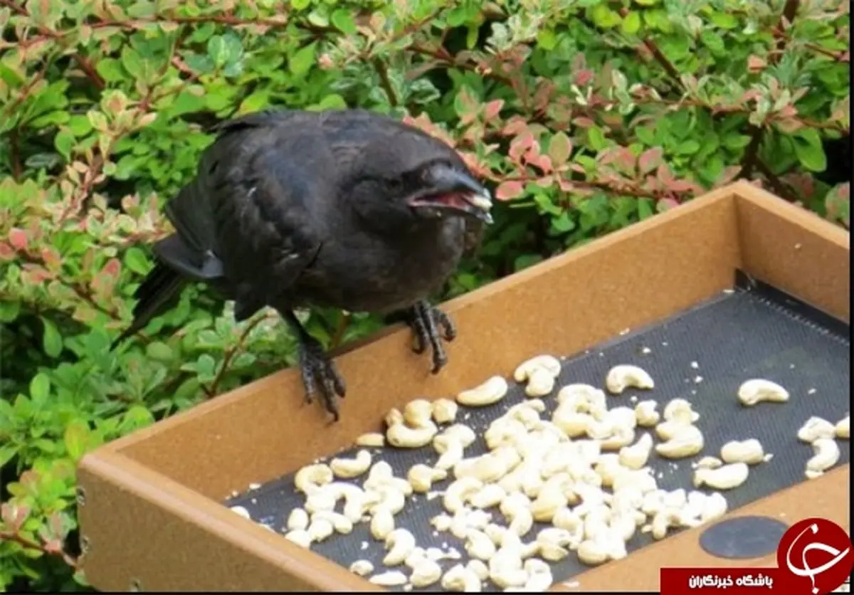 هدیه کلاغ‌ها به دختر ۸ ساله+تصویر