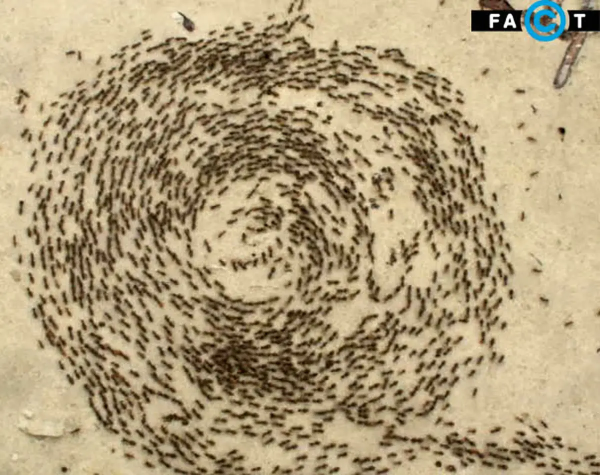 آسیاب مورچه‌ها یا مارپیچ مرگ / عکس