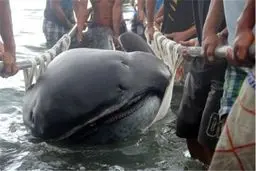 کشف یک کوسه نادر در فیلیپین/عکس