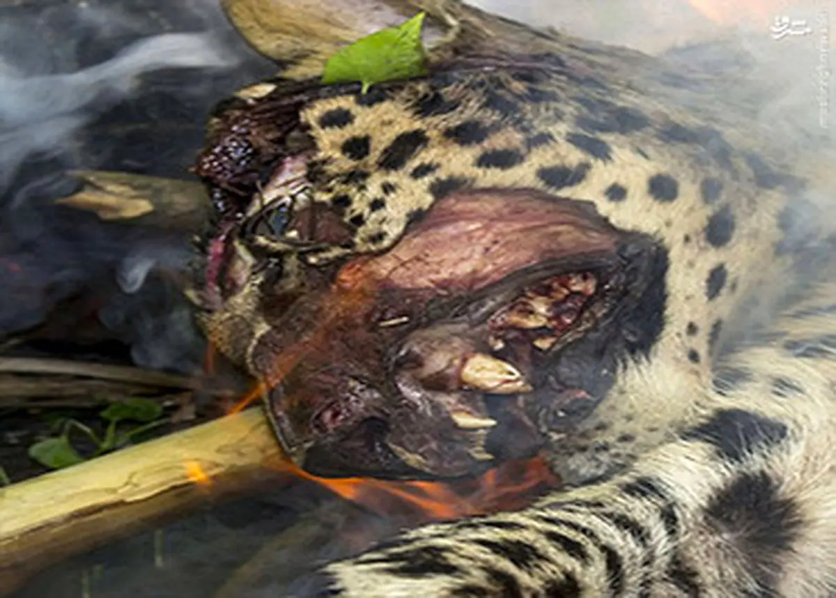 کباب کردن پلنگ در هند/تصاویر