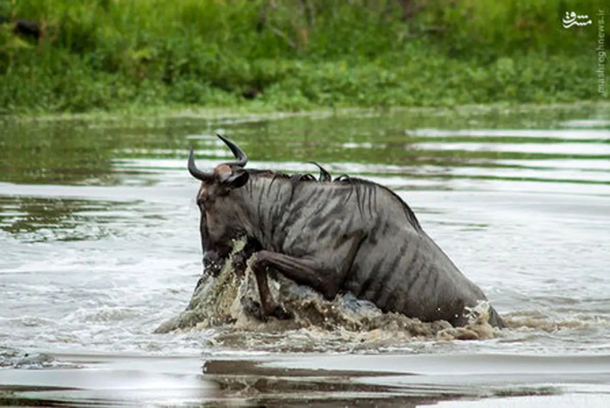 عکس/ نزاع اسب آبی و کروکودیل بر سر گاومیش