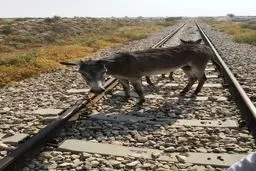 وقتی قصد جان حیوان زبان بسته را می کنند!