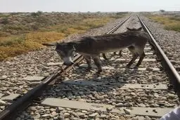 وقتی قصد جان حیوان زبان بسته را می کنند!