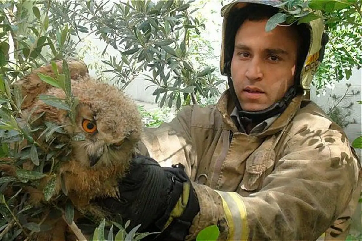 جغد طلایی در منزل مسکونی/عکس