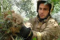 جغد طلایی در منزل مسکونی/عکس