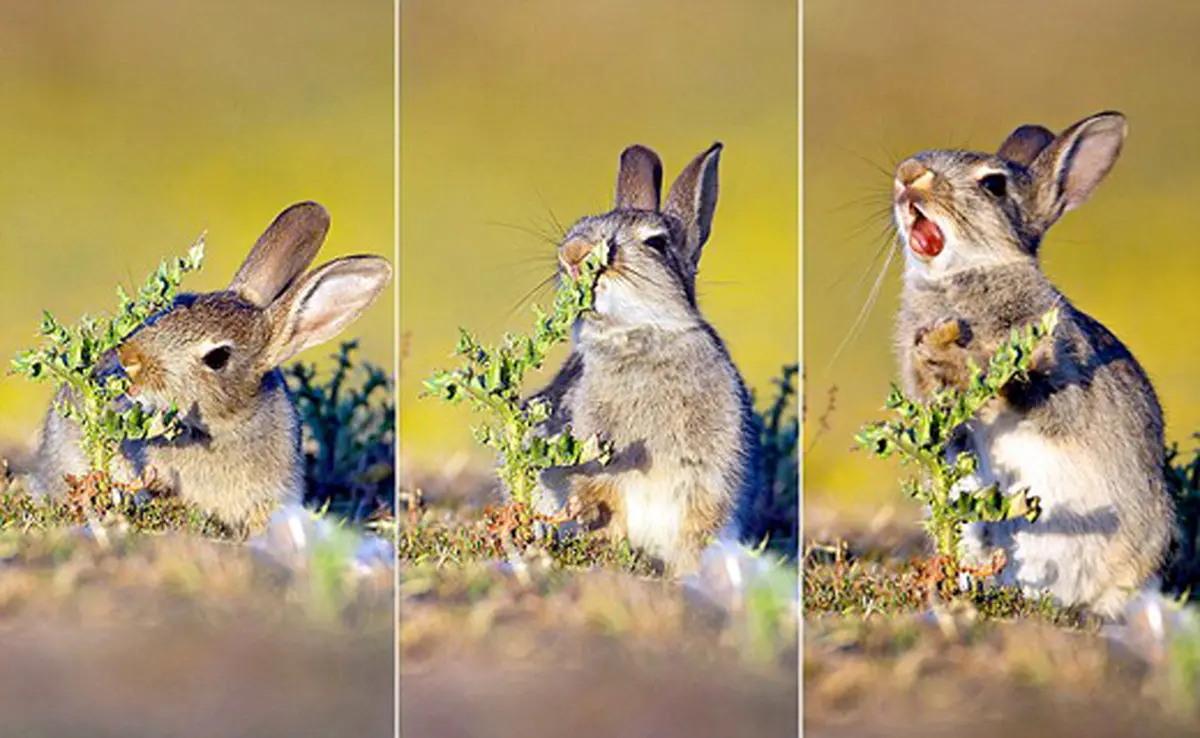 چهره جالب خرگوش گرسنه پس از چشیدن طعمی جدید+ تصاویر