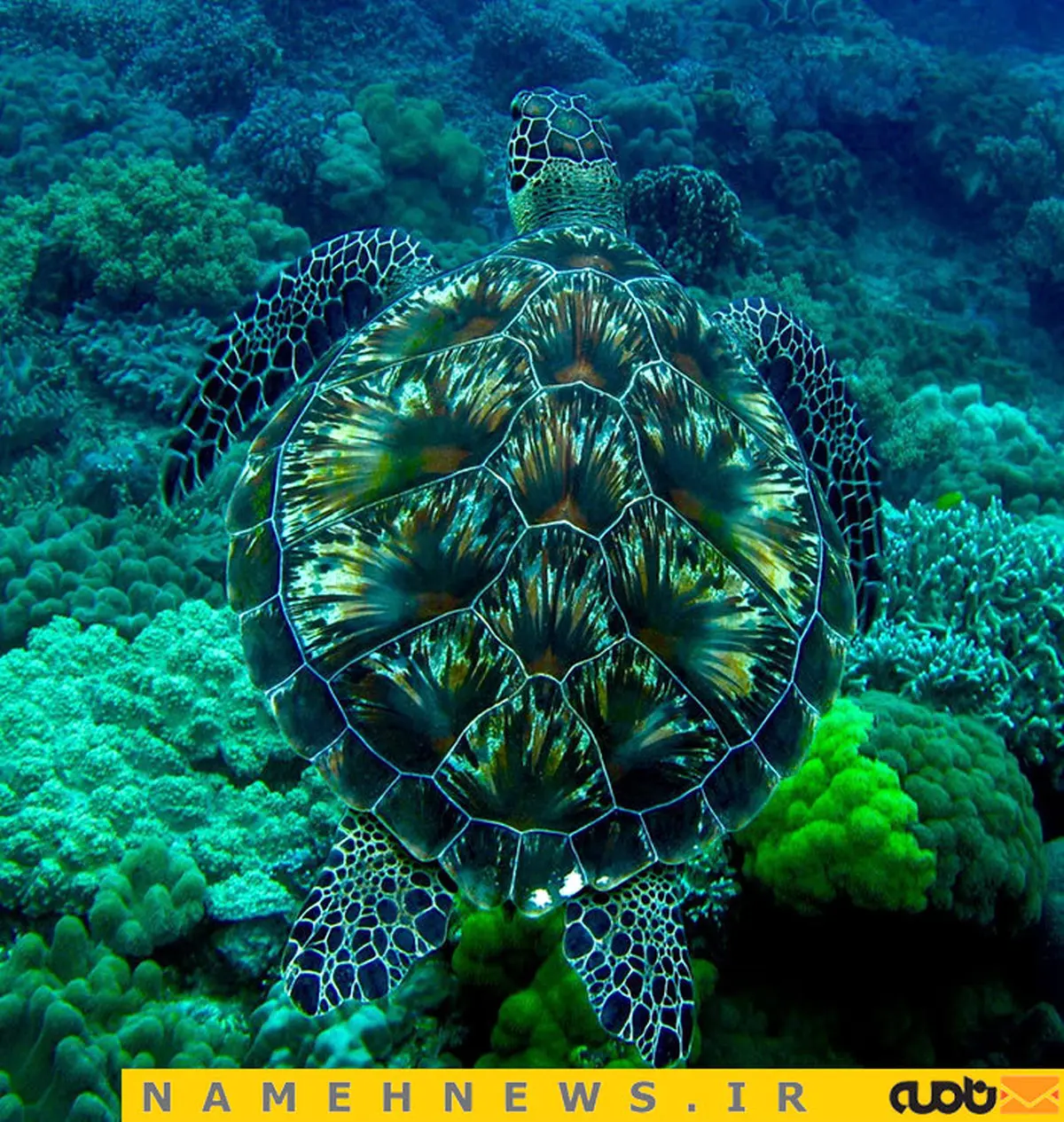 تصاویر دیدنی از استتار حیوانات