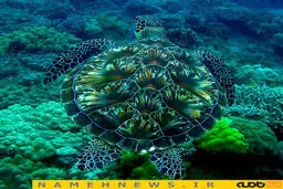 تصاویر دیدنی از استتار حیوانات