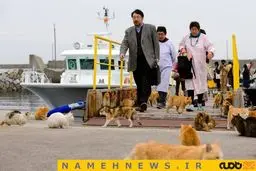 ارتش گربه ها در ژاپن+تصاویر