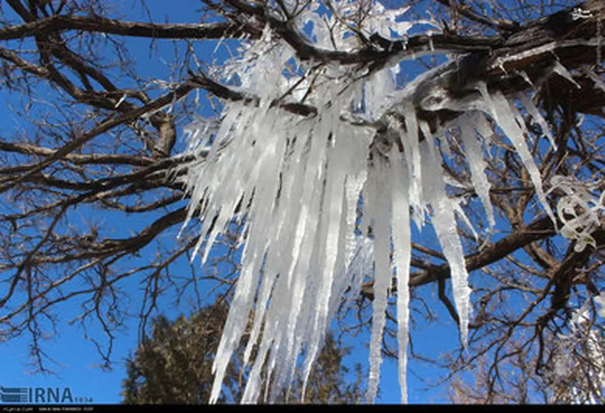درختان یخی در خلخال/تصاویر