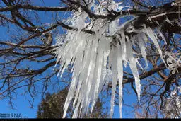 درختان یخی در خلخال/تصاویر