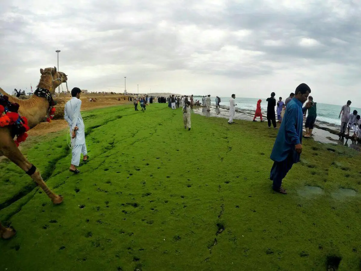 عجایبی در سواحل مکران بلوچستان + عکس