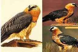 تصویری از هما پرنده اساطیری ایران