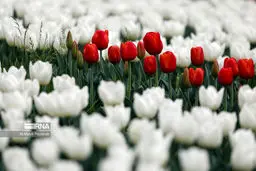 تصاویر جشنواره لاله ها در کرج