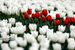 تصاویر جشنواره لاله ها در کرج
