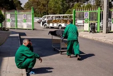 کرونا